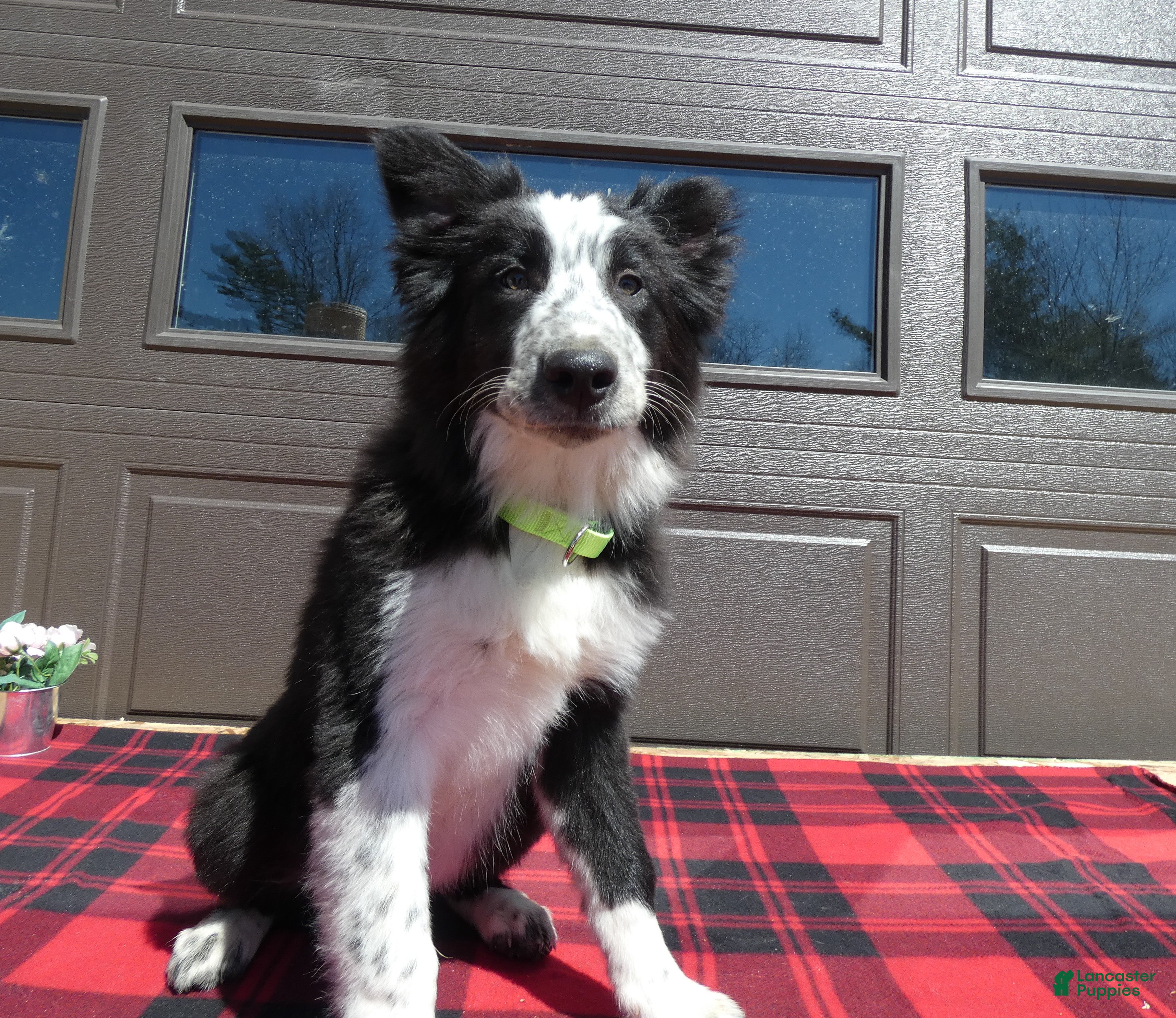Mixed Breed dogs for sale: Australian Shepherd Puppy 2 Spotty - Ad 2