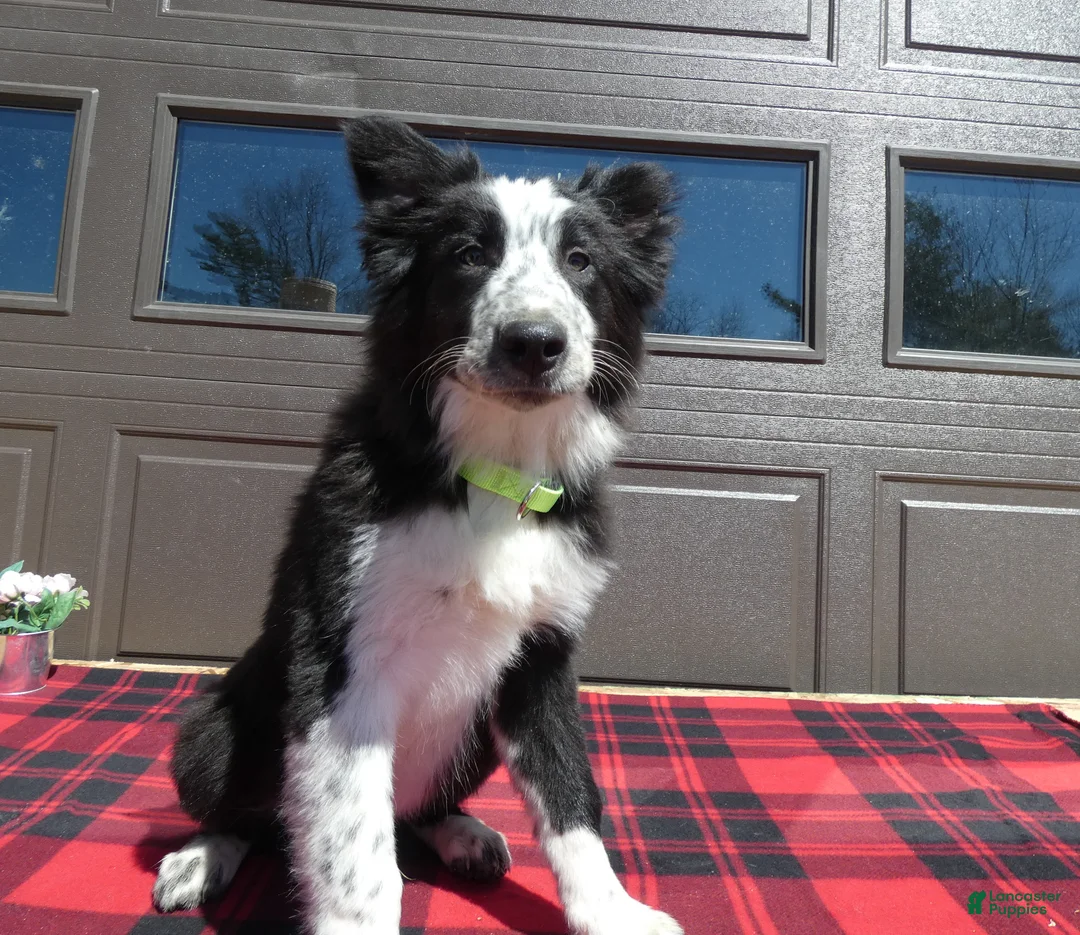 Mixed Breed dogs for sale: Australian Shepherd Puppy 2 Spotty - Ad 1