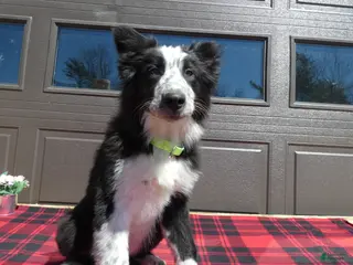 Mixed Breed dogs for sale: Australian Shepherd Puppy 2 Spotty - Ad 2