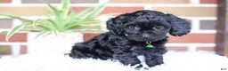 Cavapoo dogs for sale: Onyx - Ad 6