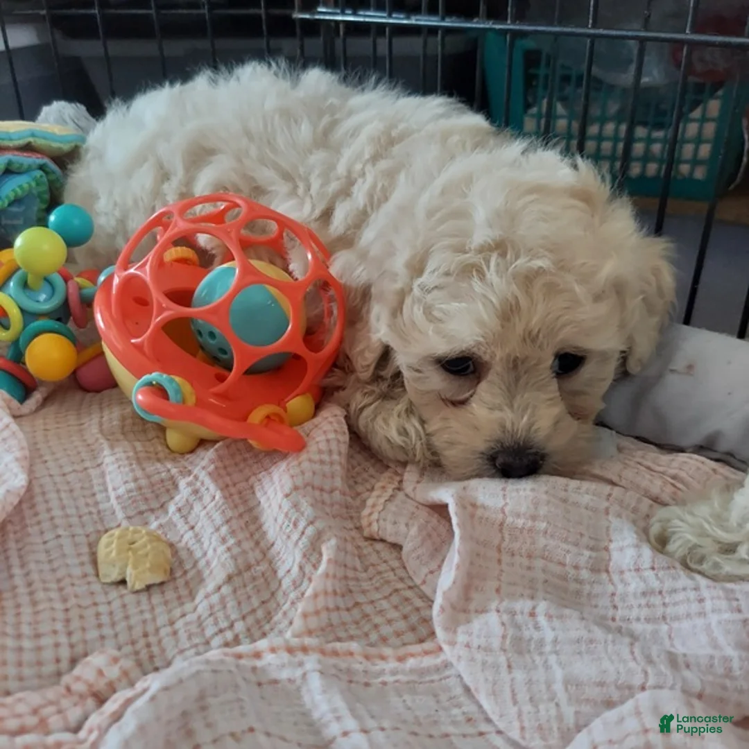 Cockapoo dogs for sale: Cockapoo Puppy 2 - Ad 2