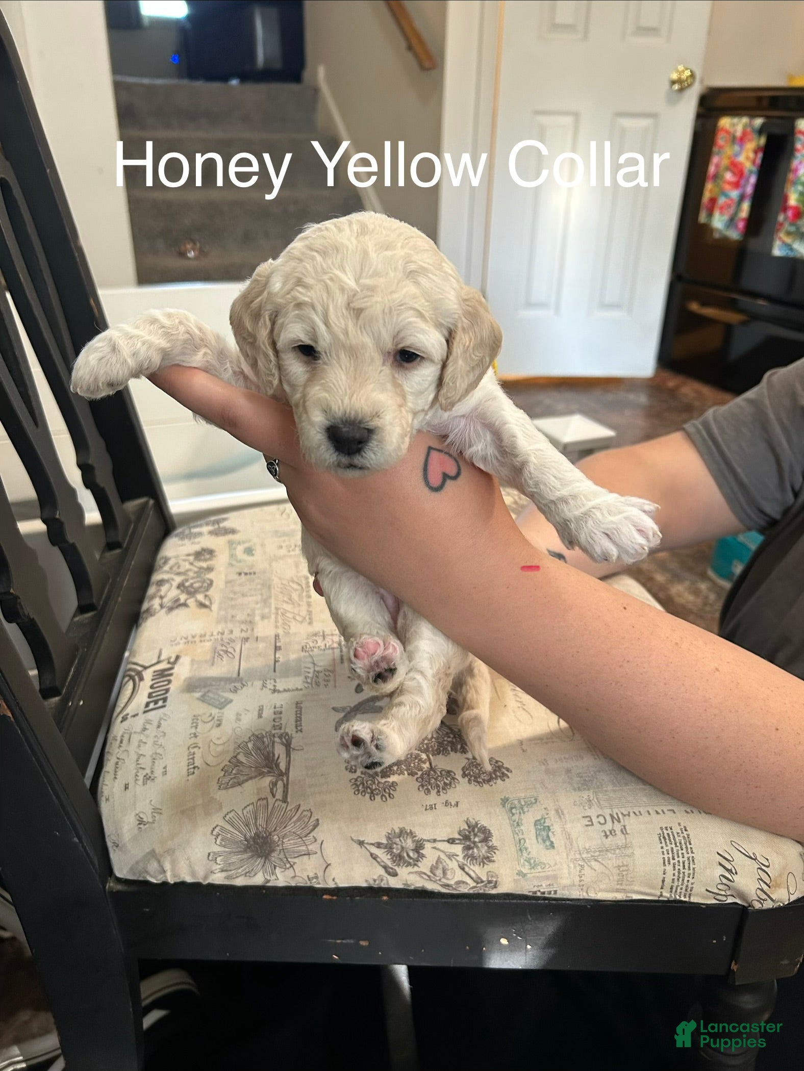 Goldendoodle dogs Honey- Yellow Female Goldendoodle  - Ad 8