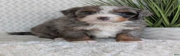Mini Bernedoodle dogs for sale: Mini Nemo  - Ad 11