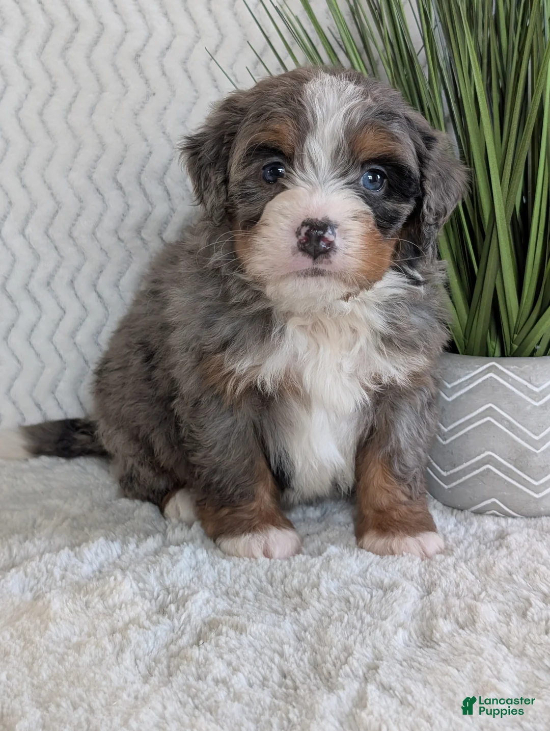 Mini Bernedoodle dogs for sale: Mini Nemo  - Ad 11
