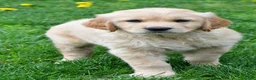 Golden Retriever dogs for sale: Diesel - Ad 9