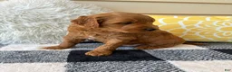 Mini Goldendoodle dogs for sale: Mini Goldendoodle “Milo” - Ad 8