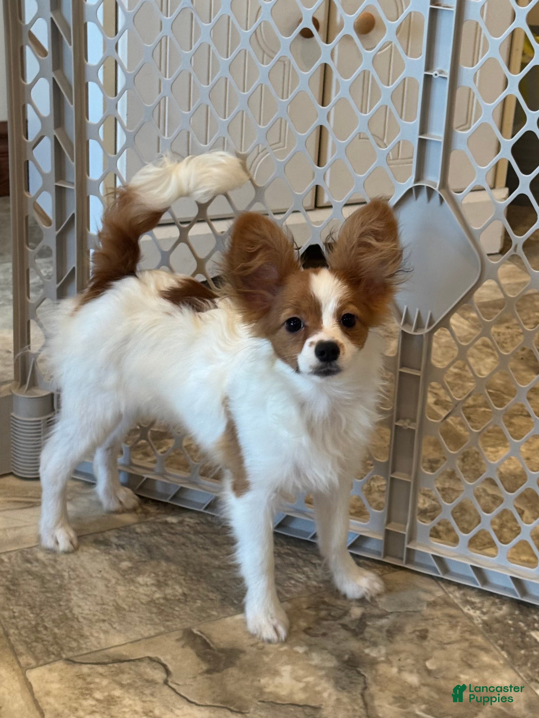 Papillon dogs Rusty  - Ad 19