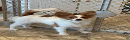 Papillon dogs for sale: Champion line Rusty  - Ad 1
