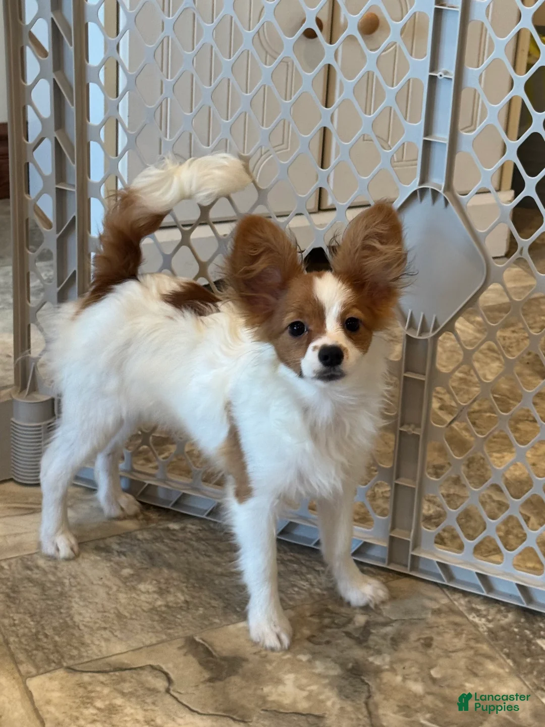 Papillon dogs for sale: Champion line Rusty  - Ad 1