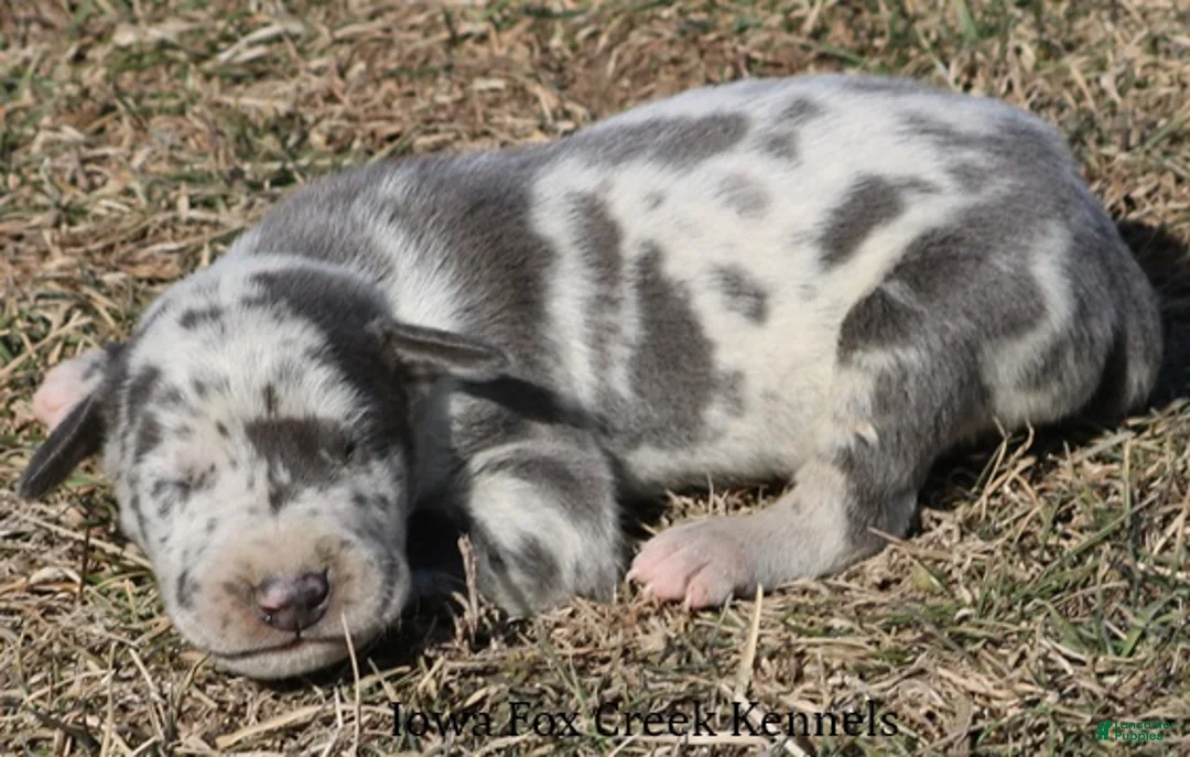 Great Dane dogs for sale: Scout - Ad 4