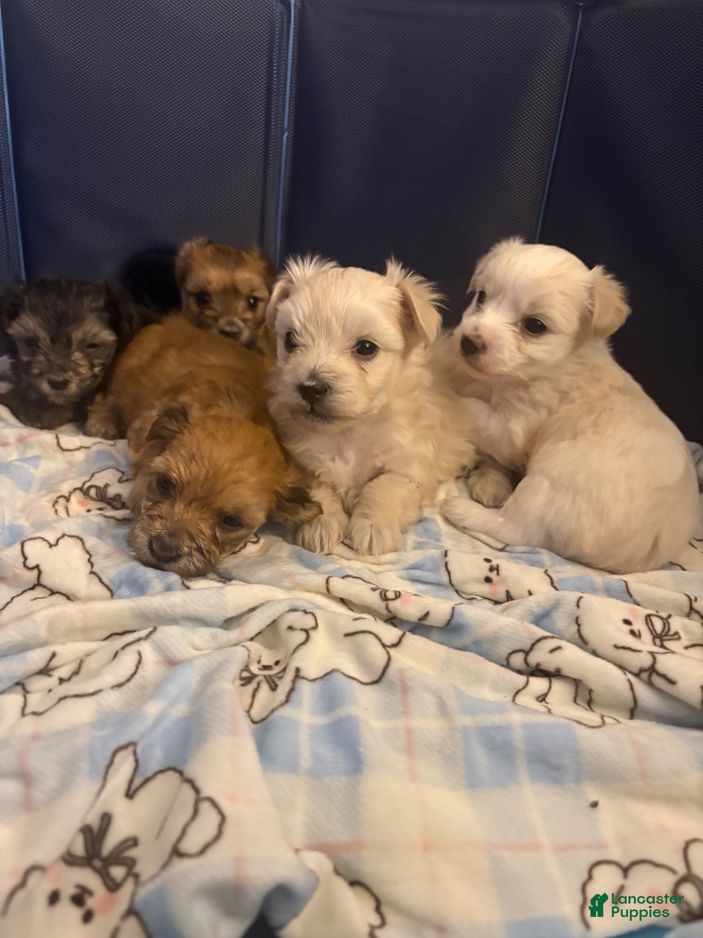 Morkie dogs Morkie 2 - Ad 23