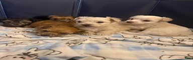 Morkie 2