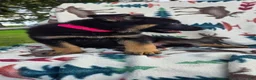 German Shepherd dogs for sale: Rose - Ad 2