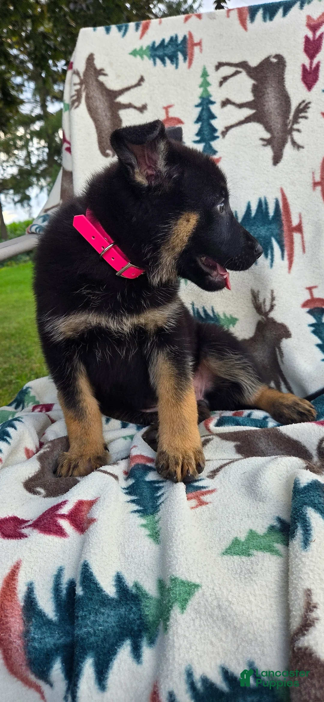 German Shepherd dogs for sale: Rose - Ad 2