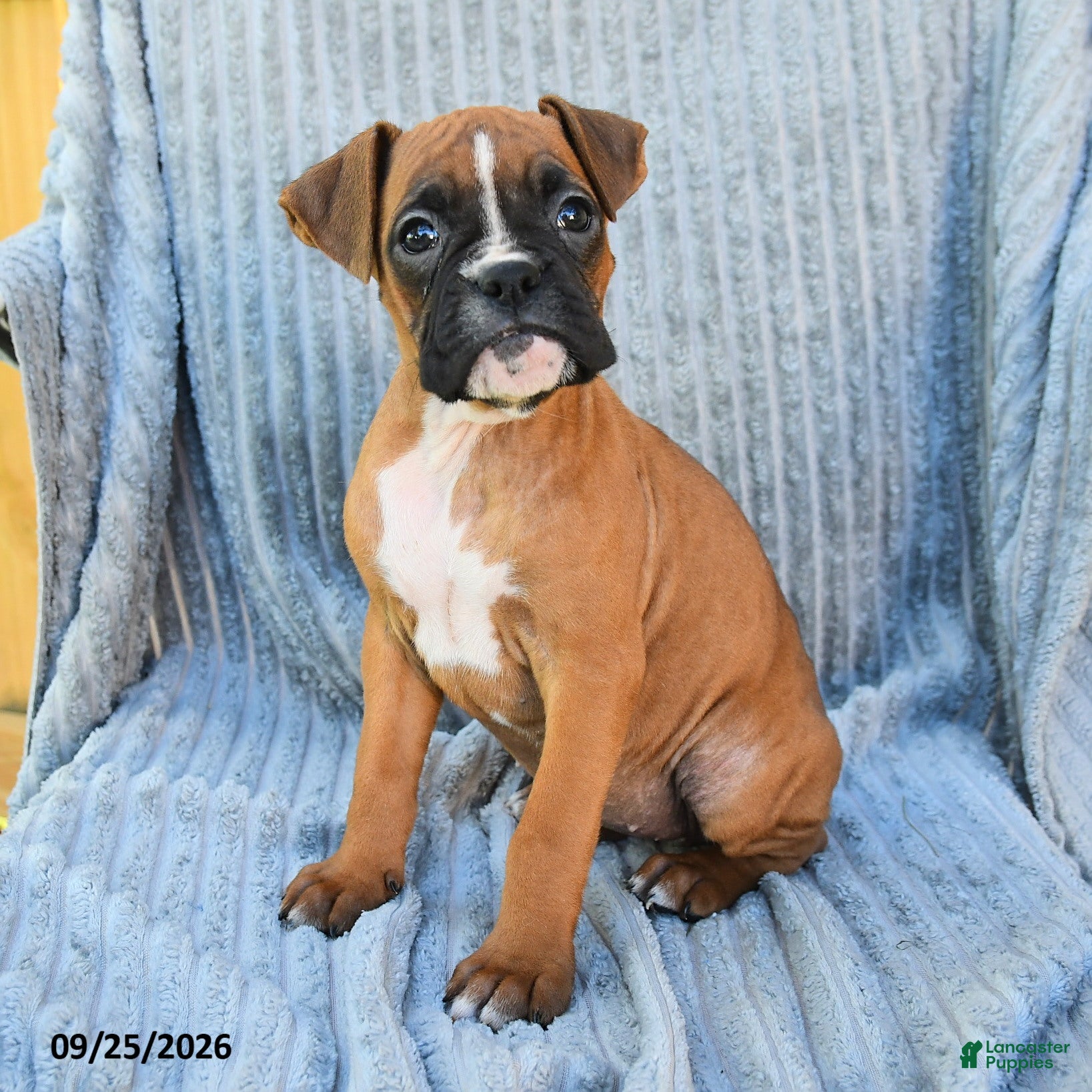Boxer dogs Birdie - Ad 2