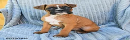 Boxer dogs for sale: Birdie - Ad 2