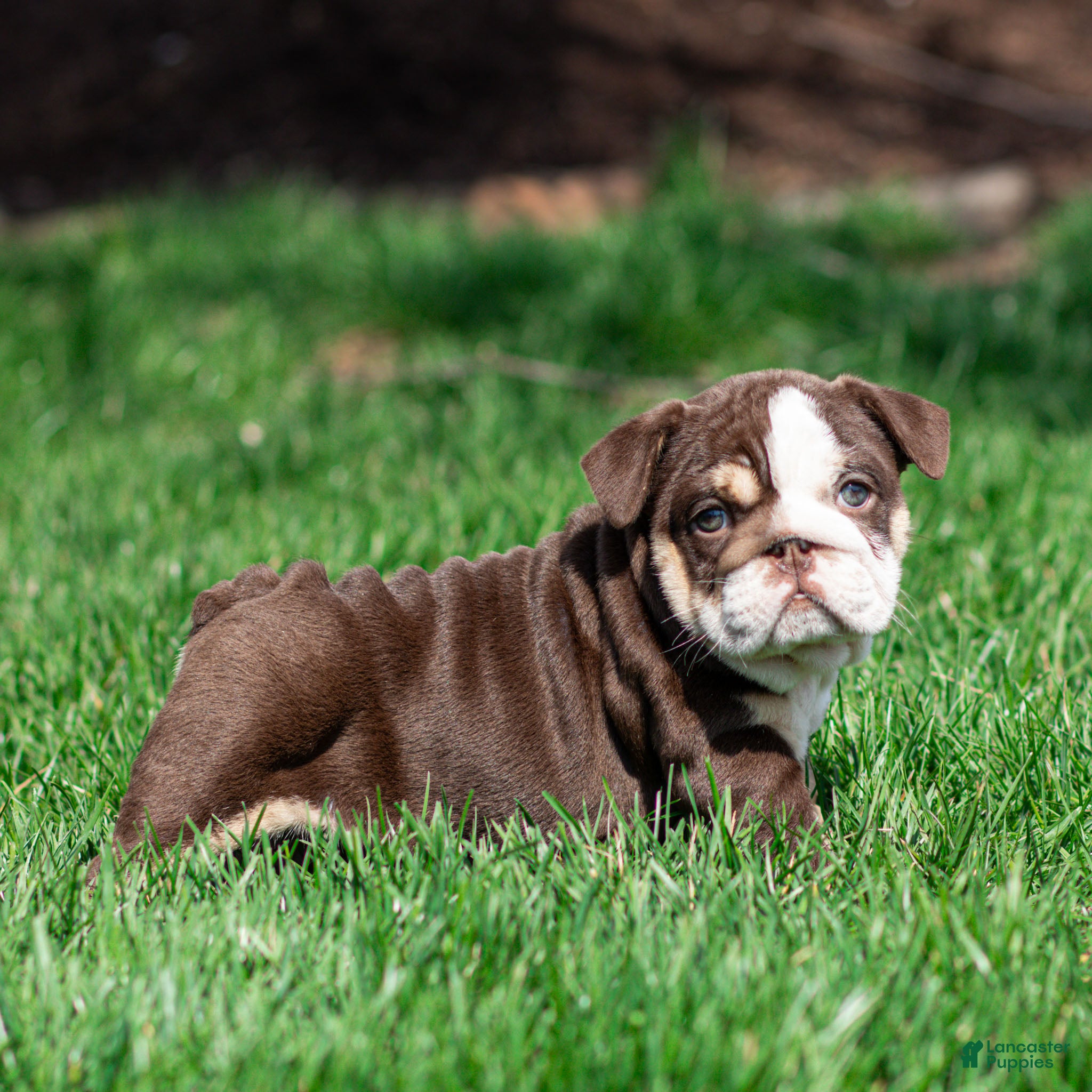 English Bulldog dogs Cocoa Tide English Bulldog Puppy  - Ad 2