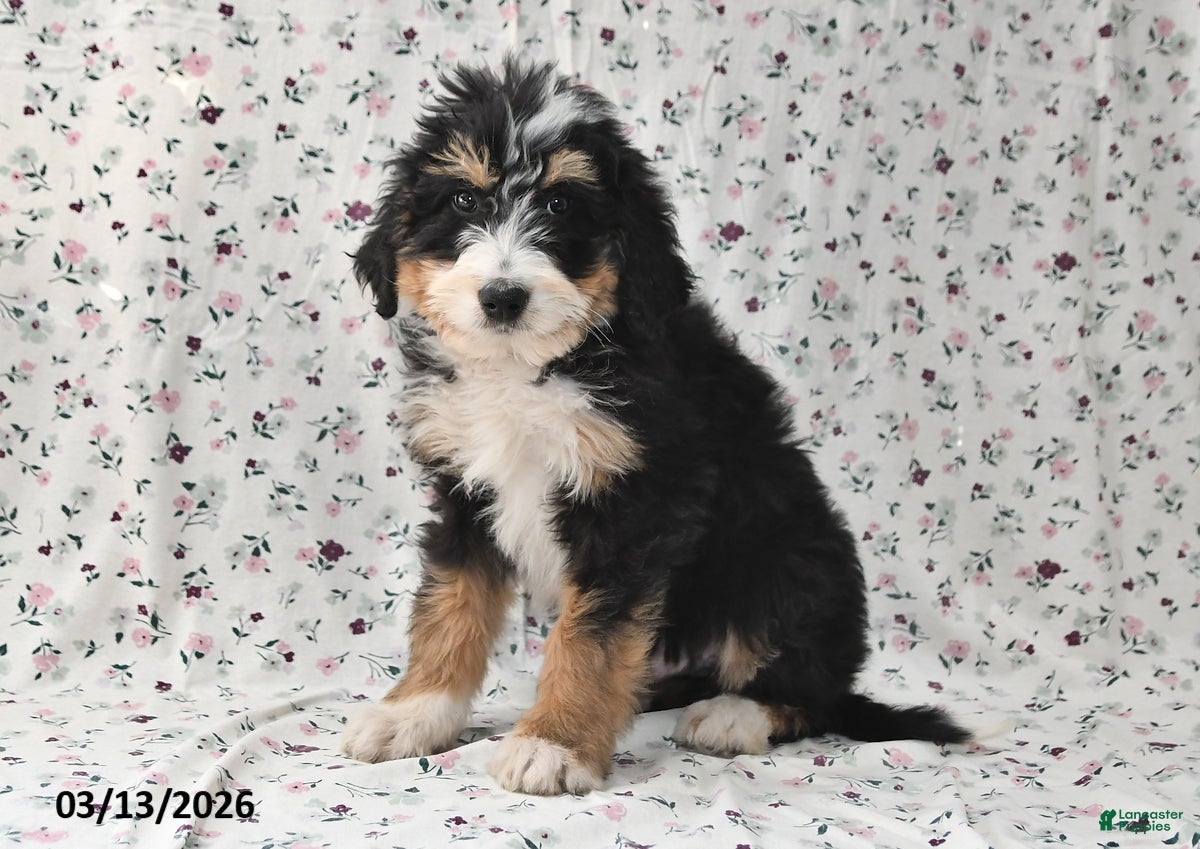 Bernedoodle dogs Rex - Ad 1
