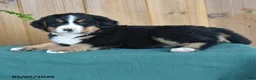 Bernese Mountain Dog dogs for sale: Pearl - Ad 3