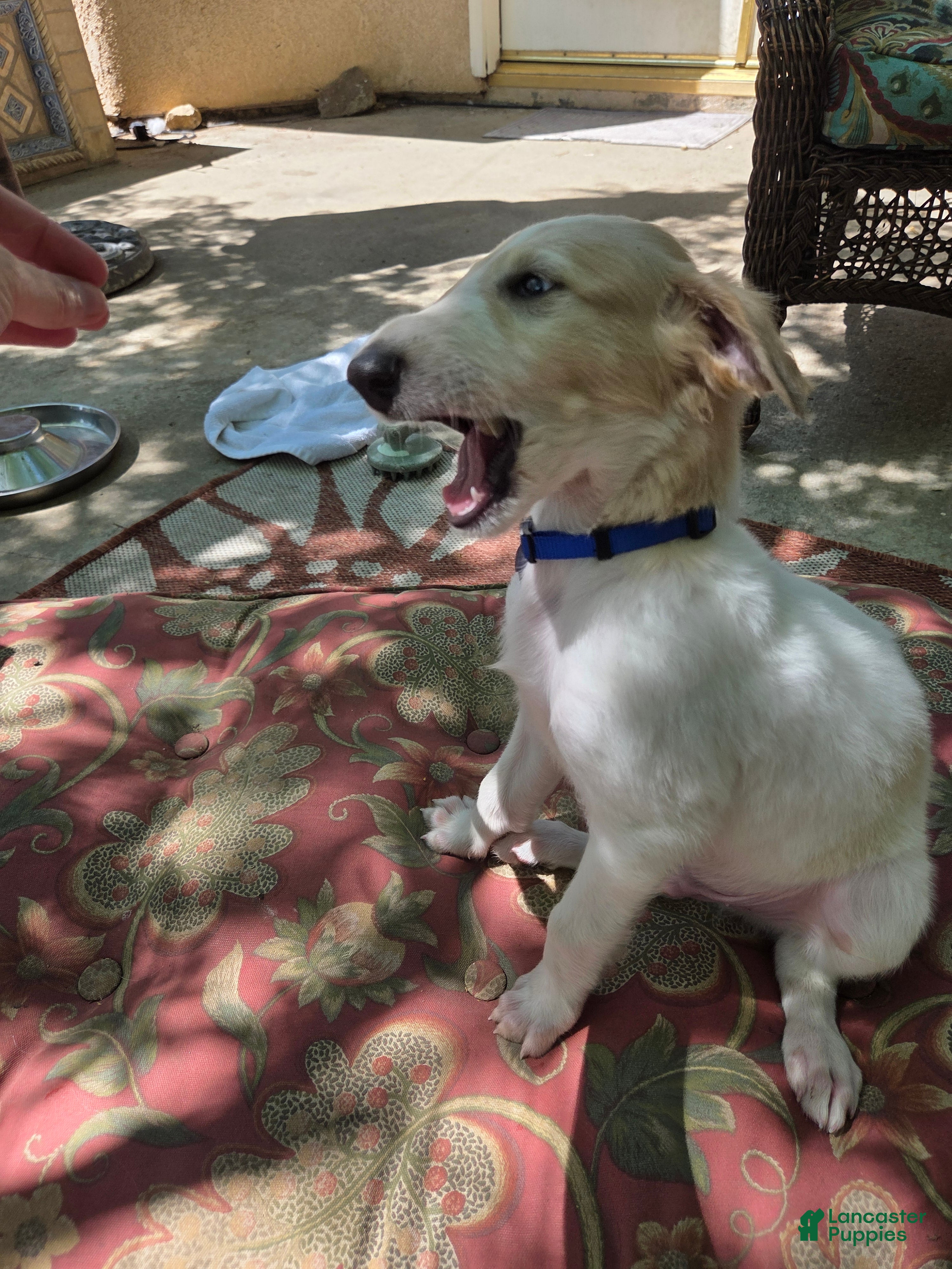 Borzoi dogs Victor - Ad 2