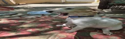 Borzoi dogs for sale: Victor-APRI-PEDIGREE - Ad 4