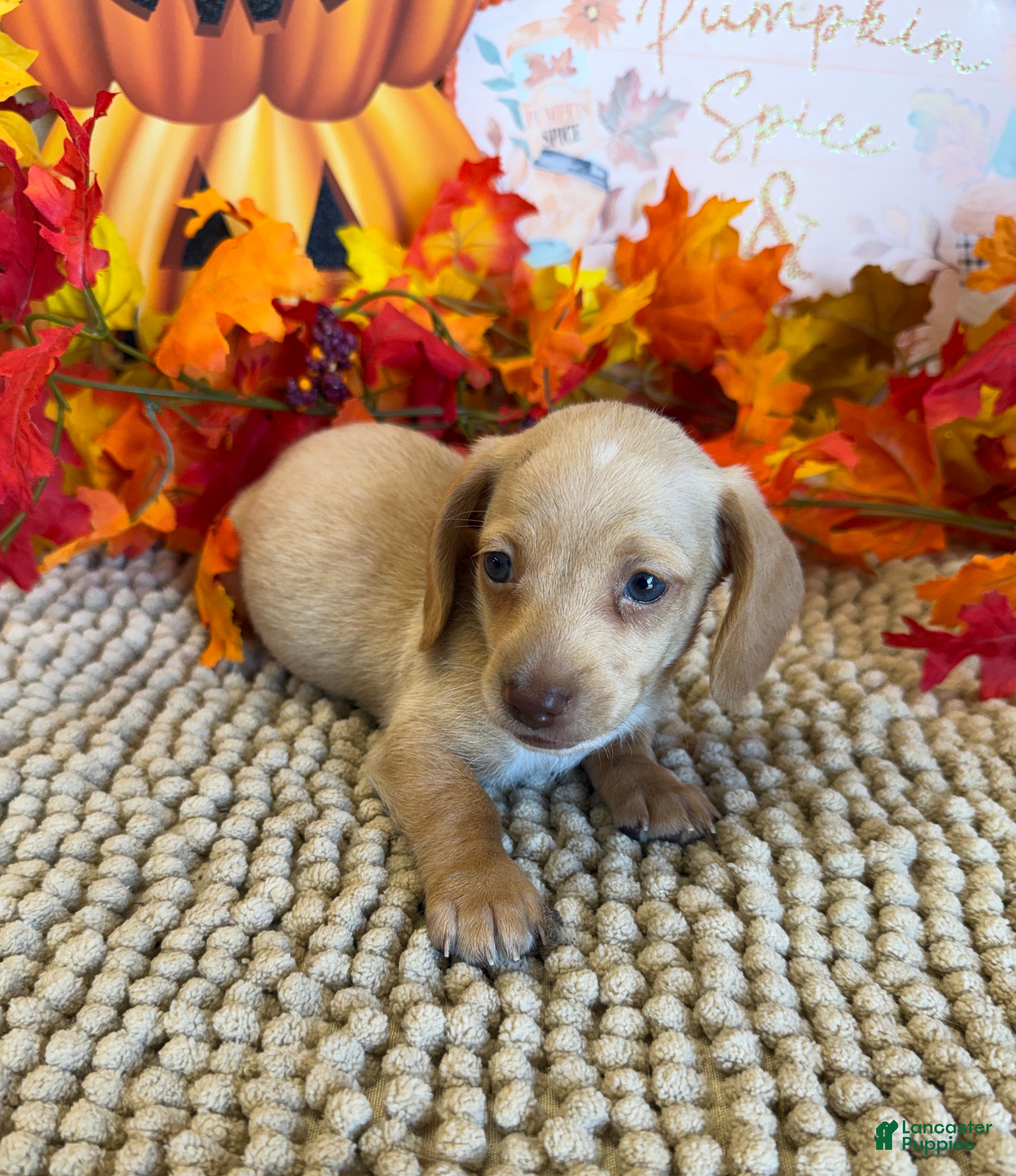 Miniature Dachshund dogs for sale: Conner - Ad 37