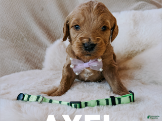 Goldendoodle dogs Axel - Ad 31