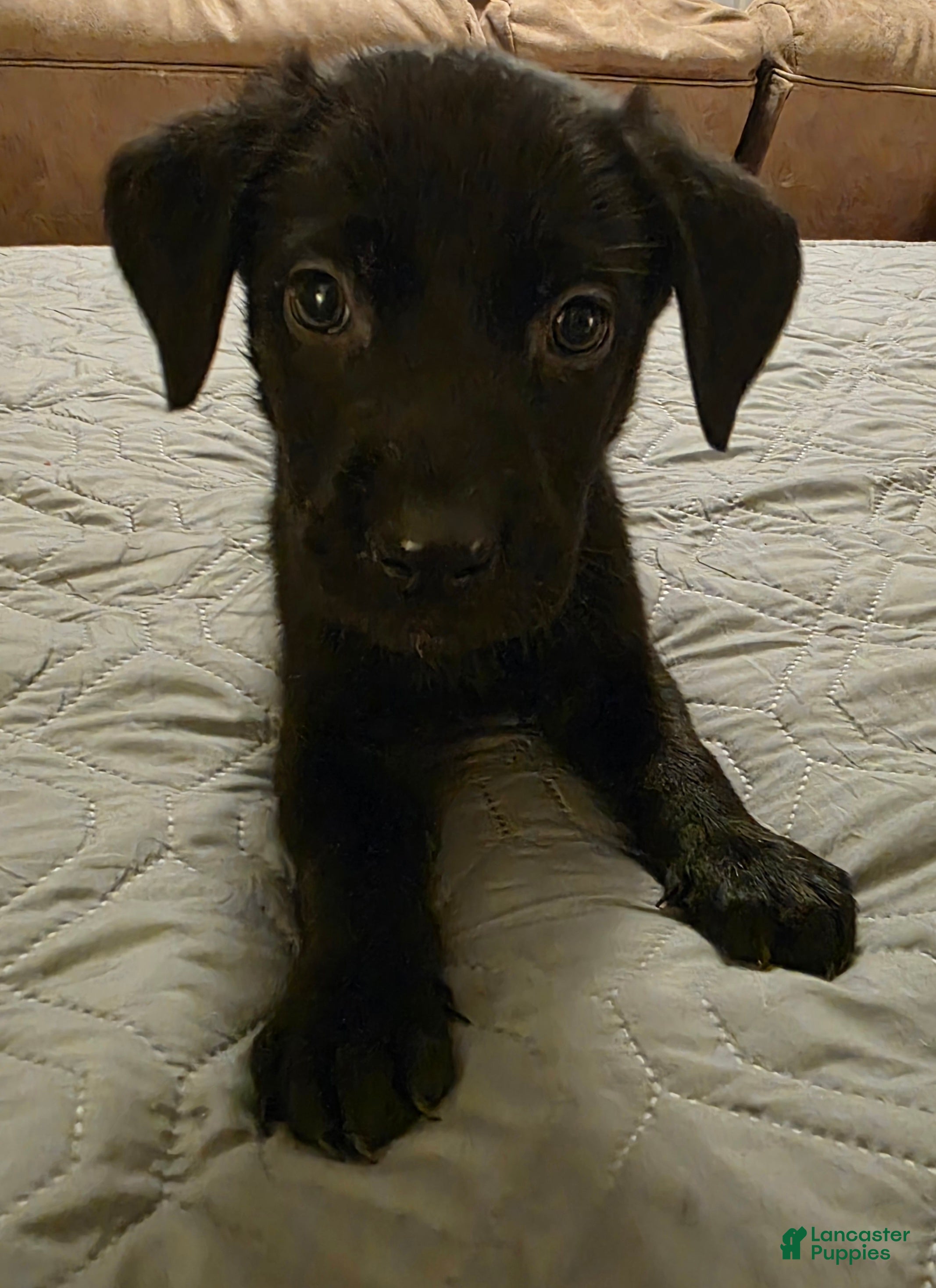 Labrador Retriever dogs for sale: L-orange - Ad 2