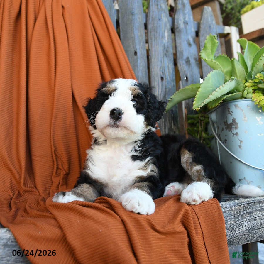 Bernedoodle dogs Queso - Ad 2