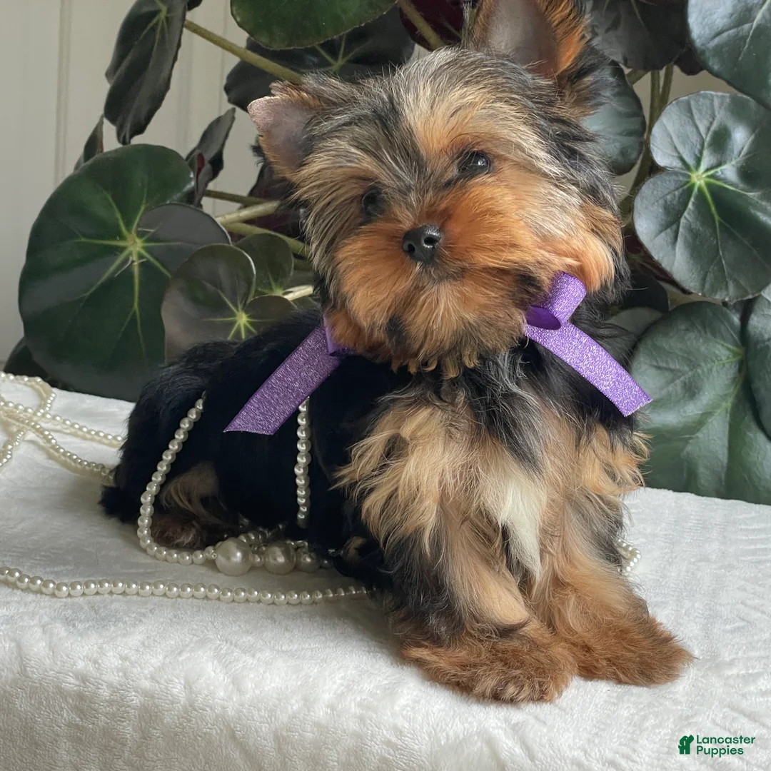 Yorkshire Terrier dogs for sale: Tucker - Ad 1