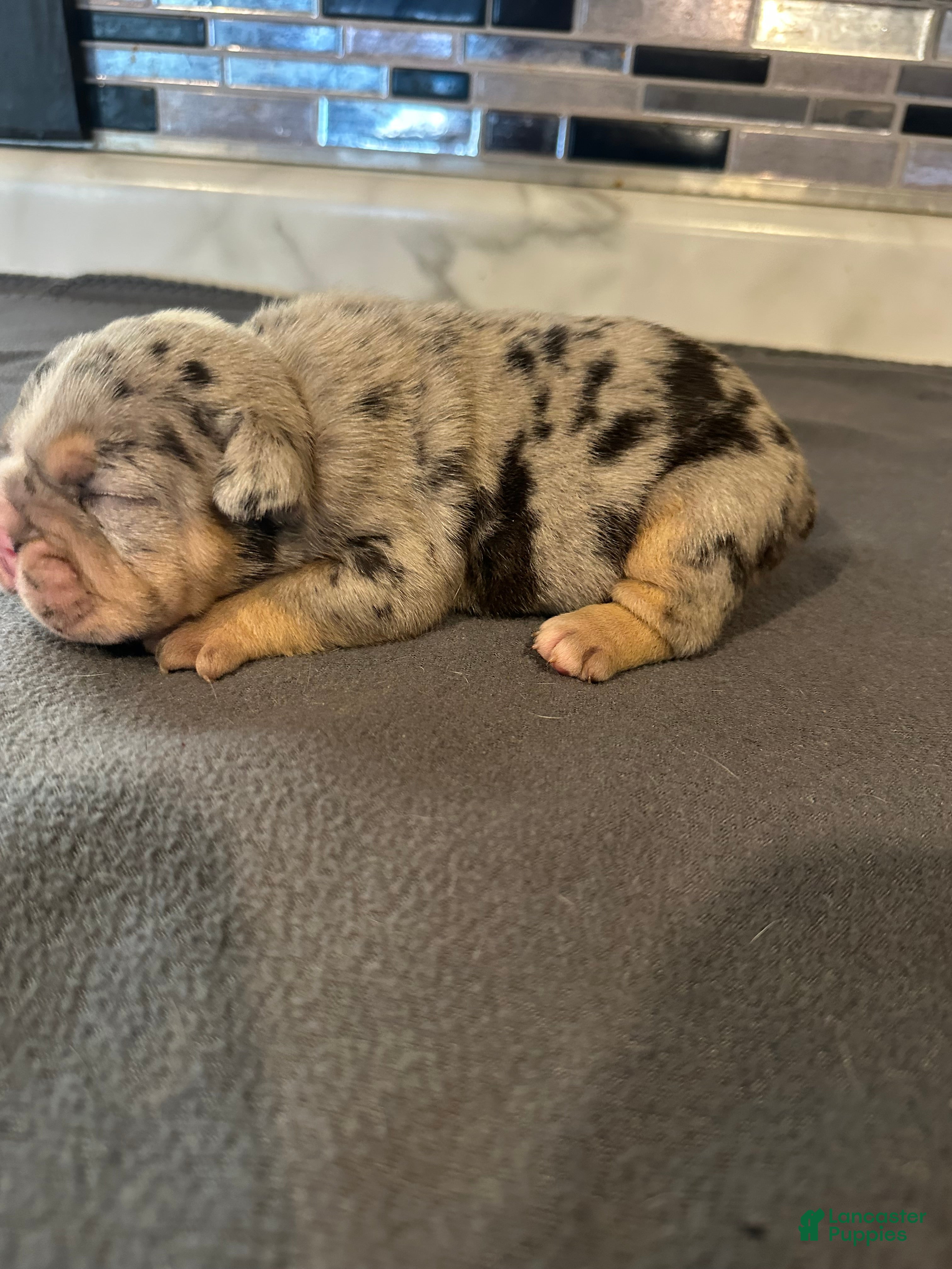 English Bulldog dogs Blue Merle Male  - Ad 16