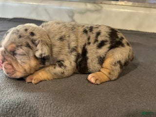 English Bulldog dogs Blue Merle Male - Ad 19