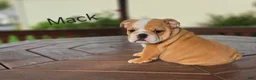 English Bulldog dogs for sale: English Bulldog 1 - Ad 3