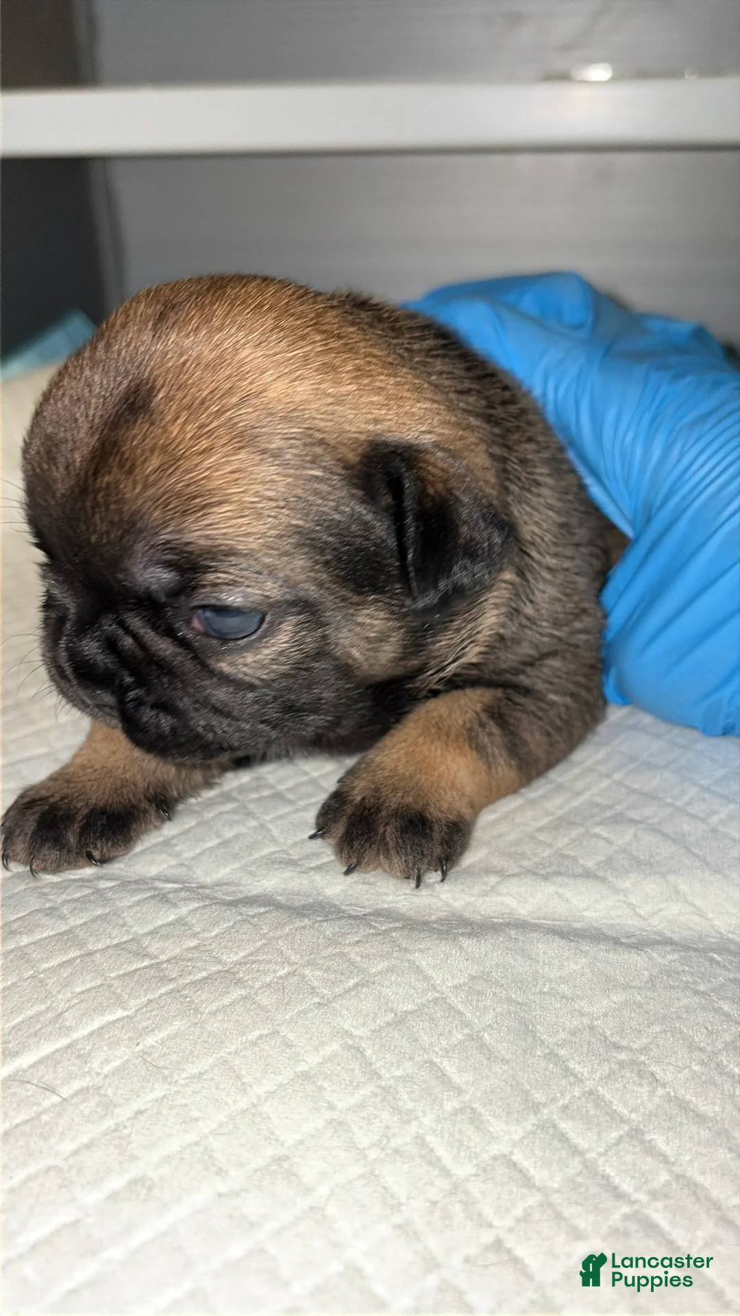 French Bulldog dogs for sale: French Bulldog Puppy 3 - Ad 2
