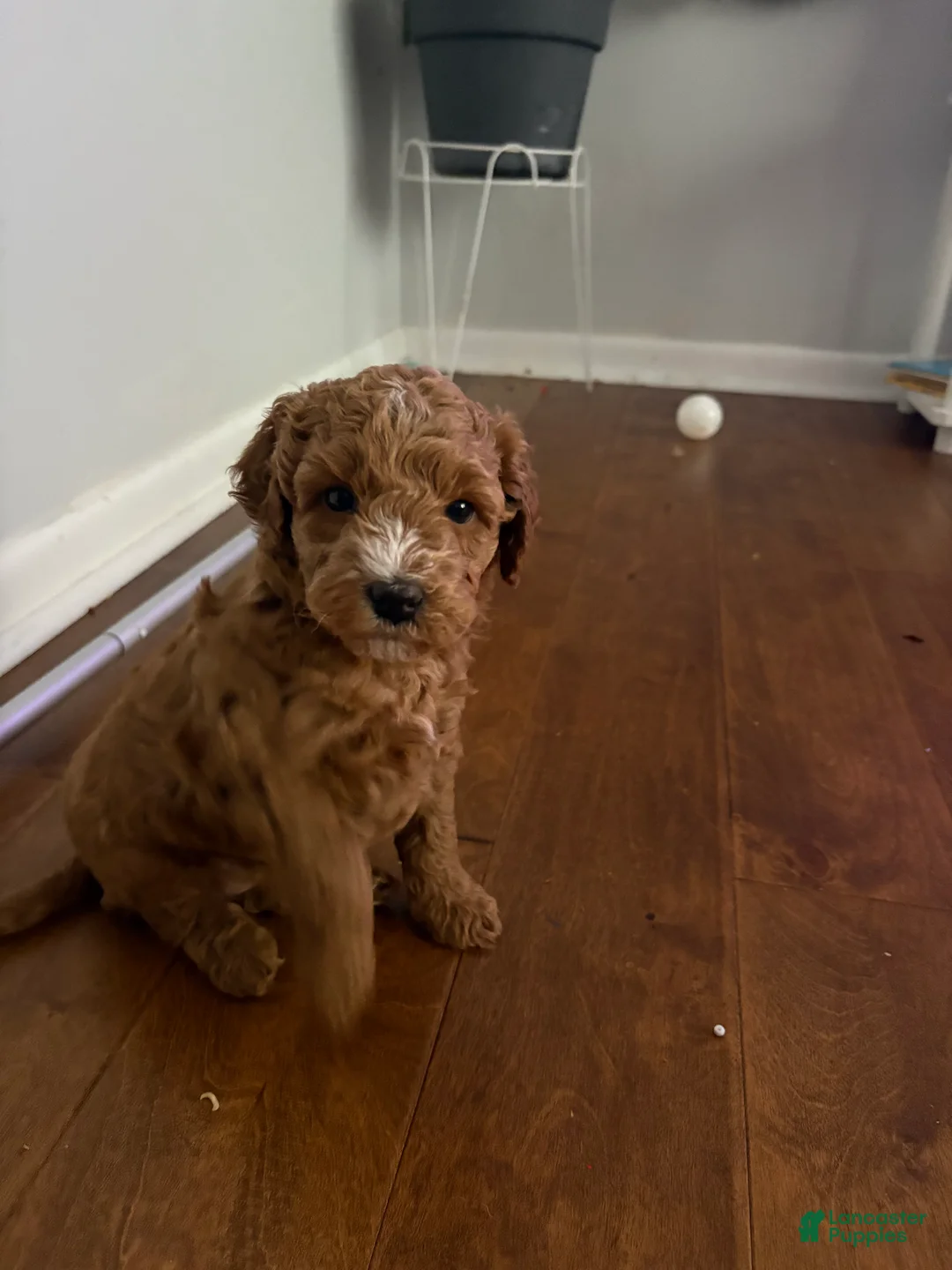 Goldendoodle dogs for sale: Goldendoodle Puppy 1 - Ad 5