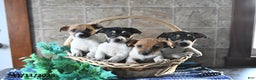 Jack Russell Terrier dogs for sale: Ace - Ad 3