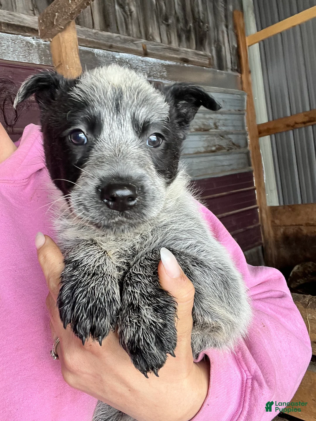 Australian Cattle Dog dogs for sale: Jax - Ad 1