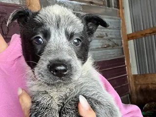 Australian Cattle Dog dogs Jax - Ad 29