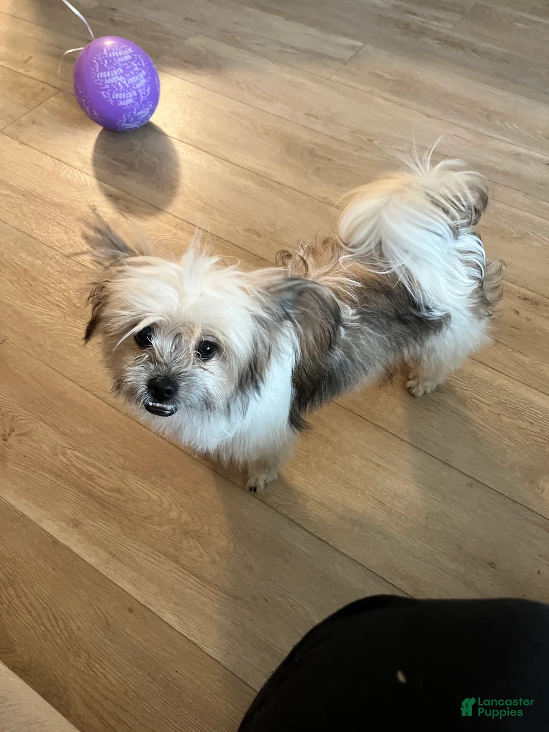 Pomeranian dogs for sale: Pomeranian Puppy 1 - Ad 1