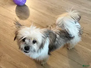 Pomeranian dogs Pomeranian Puppy 1 - Ad 23