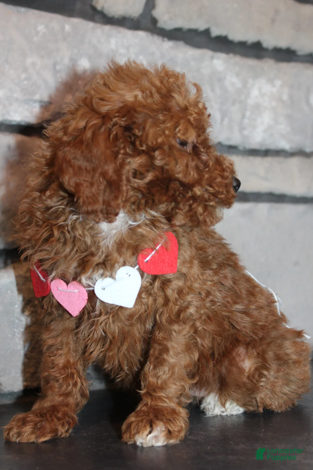 Miniature Poodle dogs for sale: AKC Piper - Ad 3