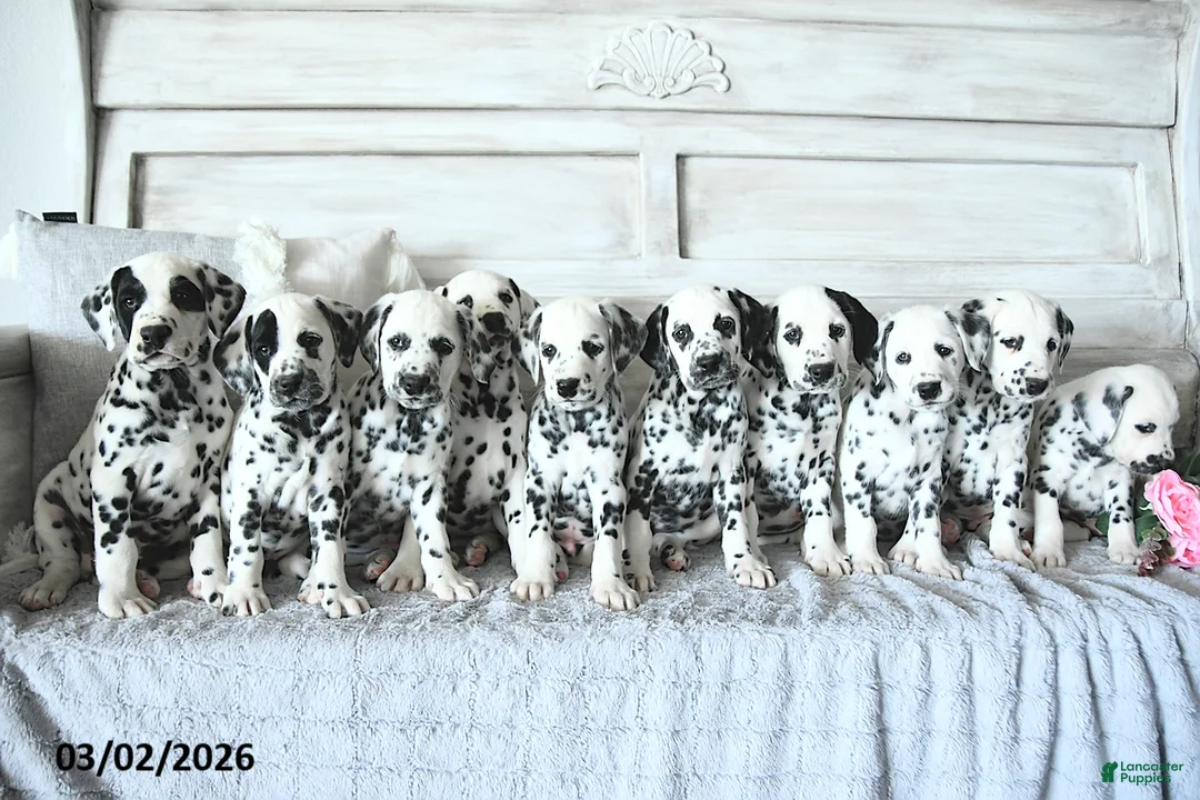 Dalmatian dogs for sale: Moose - Ad 2