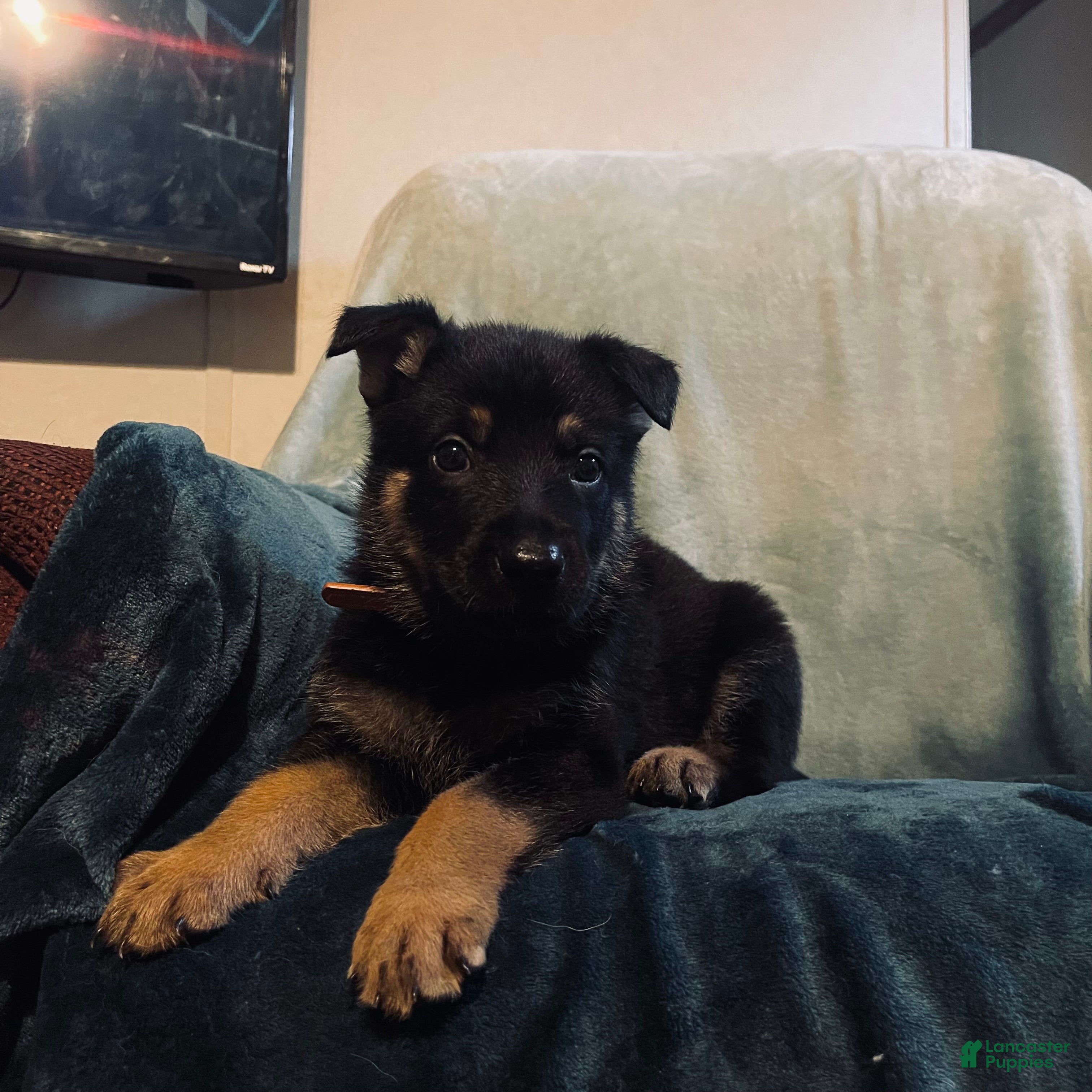 Golden Shepherd dogs Golden Shepherd Puppy 11 Brown 1 - Ad 1