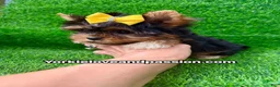 Yorkshire Terrier dogs for sale: Small traditional female  - Ad 4