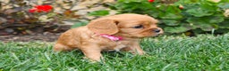 Cavalier King Charles Spaniel dogs for sale: Charlotte - Genetic Tested Parents - Ad 6