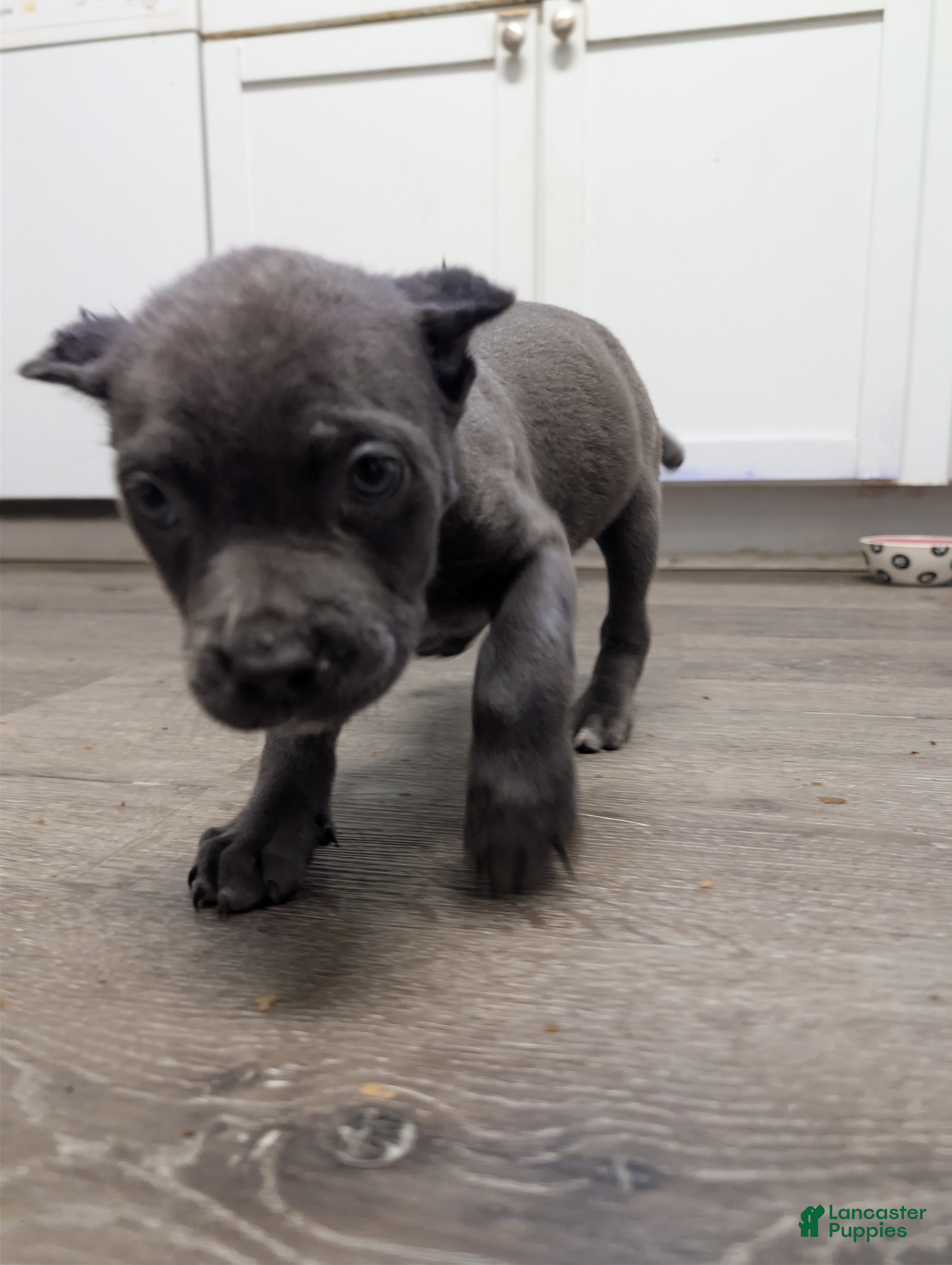 Cane Corso dogs Cane Corso 2 - Ad 28