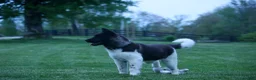 Akita dogs for sale: Olive - Ad 9