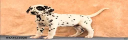 Dalmatian dogs for sale: Andy - Ad 4