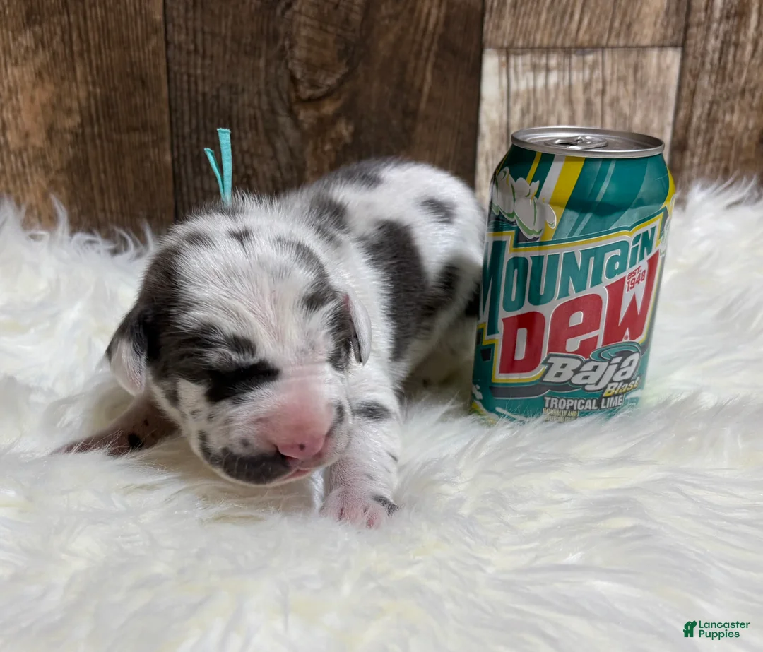 Great Dane dogs for sale: Great Dane - Teal - Ad 6