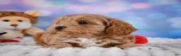 Cavapoo dogs for sale: Tyson - Ad 4